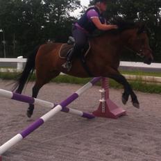 Anden særlig race Kashmina (Ko) (SOLGT OG SAVNET)