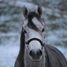 Arabisk fuldblod (OX) Kamal Al Hayat