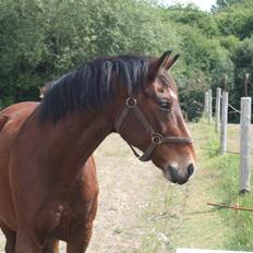 Anden særlig race Lacoste