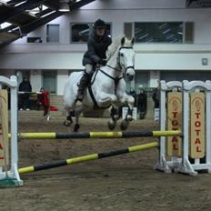 Polsk Varmblod Gaviano 