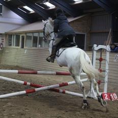 Polsk Varmblod Gaviano 