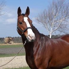 Dansk Varmblod Lady Dancer