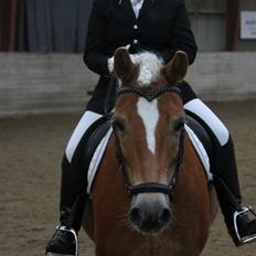 Haflinger Sandy Van De Lohöfte