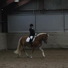 Haflinger Sandy Van De Lohöfte