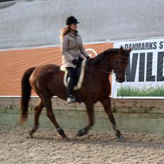 Dansk Varmblod Grøndalgaard's Mon Cherie