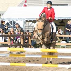 Fjordhest Maja (lille frk. Tut) himmelhest