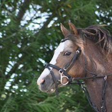 Welsh Pony (sec B) Smukke