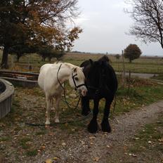 Fell pony Greenholme Albert