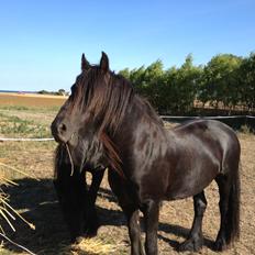 Fell pony Greenholme Albert