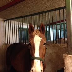 Frederiksborg Egevang's C'lea 