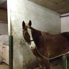 Frederiksborg Egevang's C'lea 