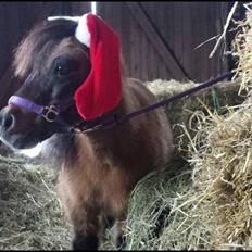 Shetlænder Isabella (Bella)