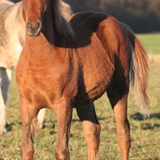 Arabisk fuldblod (OX) RM Bashir SOLGT