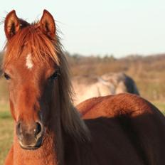 Arabisk fuldblod (OX) RM Bashir SOLGT