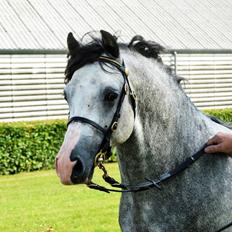 Welsh Pony (sec B) Bjerregårds Sonny Boy