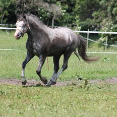 Welsh Pony (sec B) Bjerregårds Sonny Boy