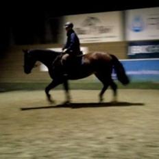 Dansk Varmblod Kronborgdiges Flika. ( låne hest)