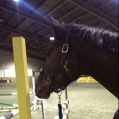 Dansk Varmblod Kronborgdiges Flika. ( låne hest)