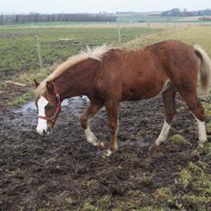 Welsh Pony (sec B) Bjerregårds Hector