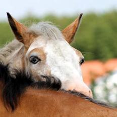 DSP Roosgårdens Caol Ila