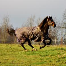 Dansk Varmblod Vesterhavegaard´s Deuchet Epona