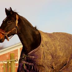 Dansk Varmblod Vesterhavegaard´s Deuchet Epona