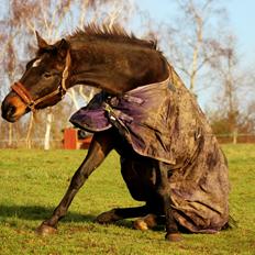 Dansk Varmblod Vesterhavegaard´s Deuchet Epona