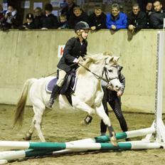 Welsh Mountain (sec A) Gammelgangs garp SOLGT