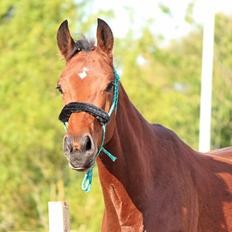 Dansk Varmblod Kanwas Frydenlund