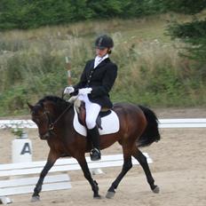 Welsh Pony (sec B) Lyngvejens Ronja
