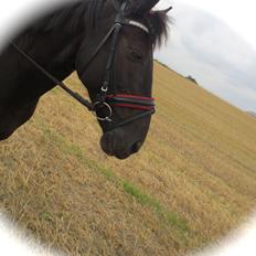 Anden særlig race Pony