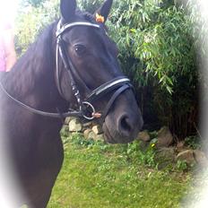 Anden særlig race Pony