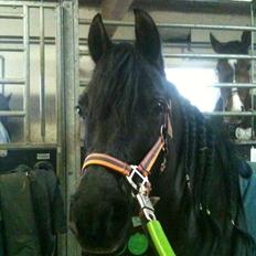 DSP Starhorse Fatima