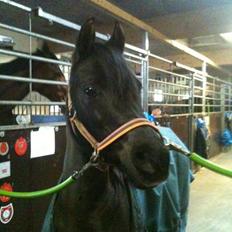 DSP Starhorse Fatima