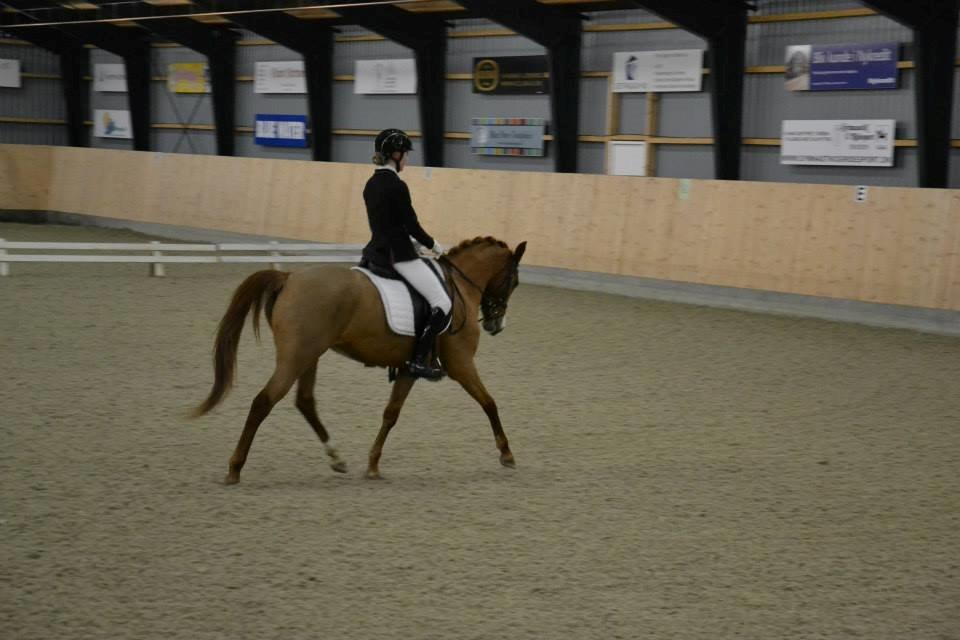 DSP Møgelvangs Ja'dore billede 15