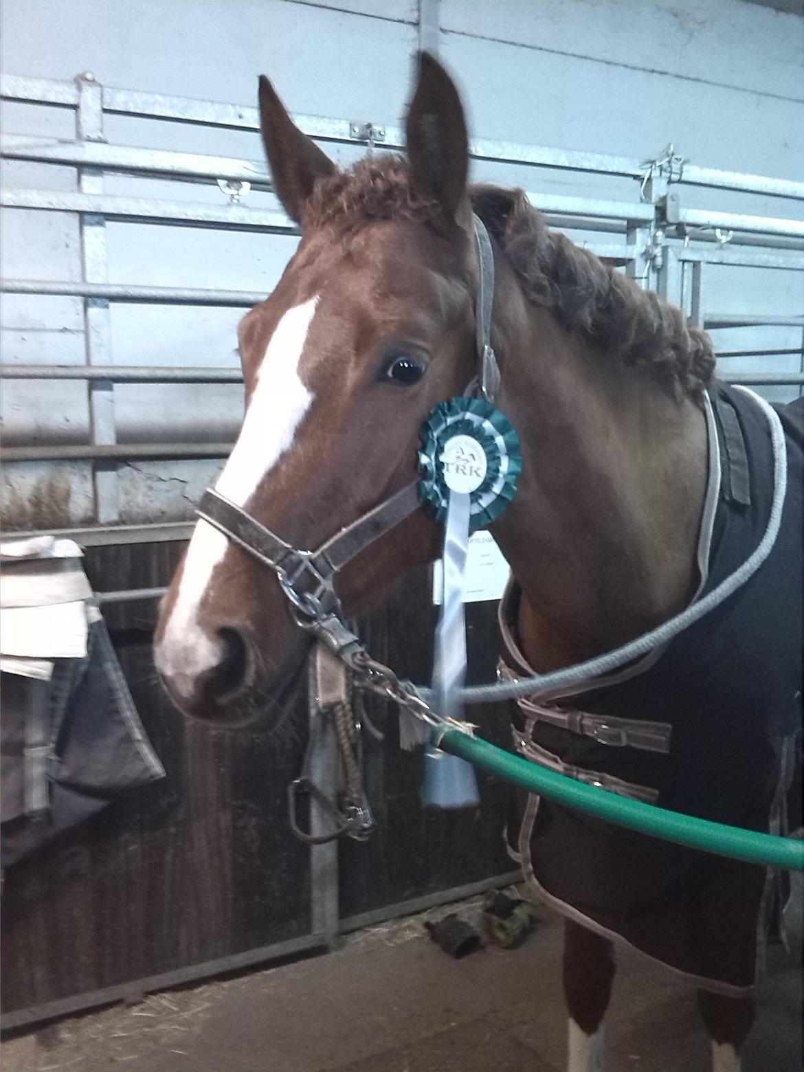 Trakehner Klokkeblomst Hedevig - Nr. 3 ud af 17 - Sej 4års :) billede 5