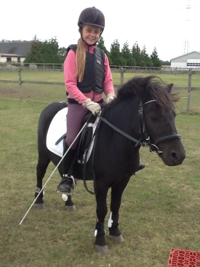 Shetlænder Felix billede 17