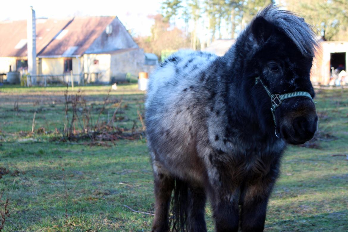 Hollandsk Miniature Diederik I billede 7