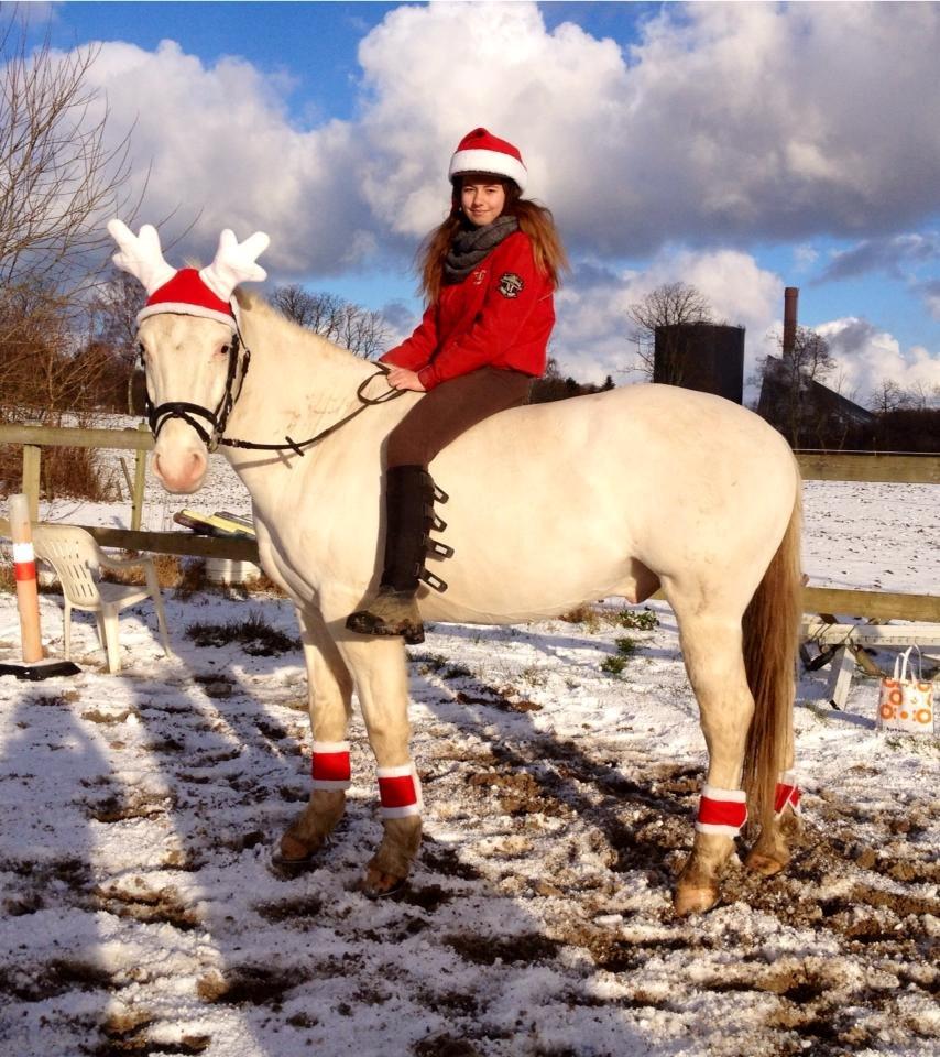 Knabstrupper Kolumbus af Hallundbæk - Leger nisse sammen med mit fine rensdyr, haha. Kolumbus elsker jul. billede 3