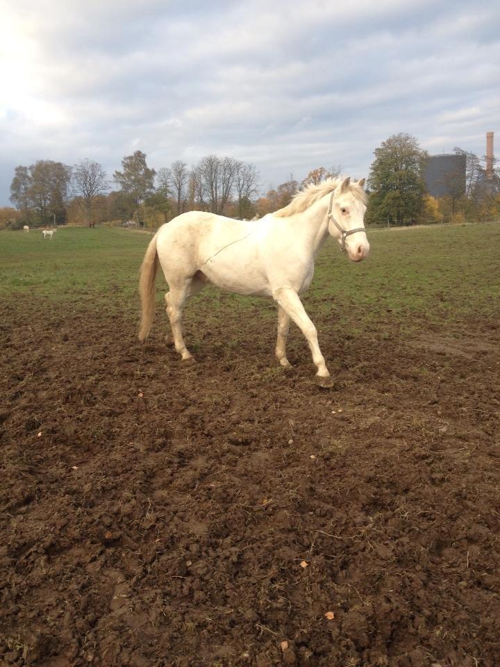 Knabstrupper Kolumbus af Hallundbæk - Ved ikke hvorfor jeg bare er helt forelsket i det her billede! Han ser så smuk ud, og med vind i manen, haha. billede 16