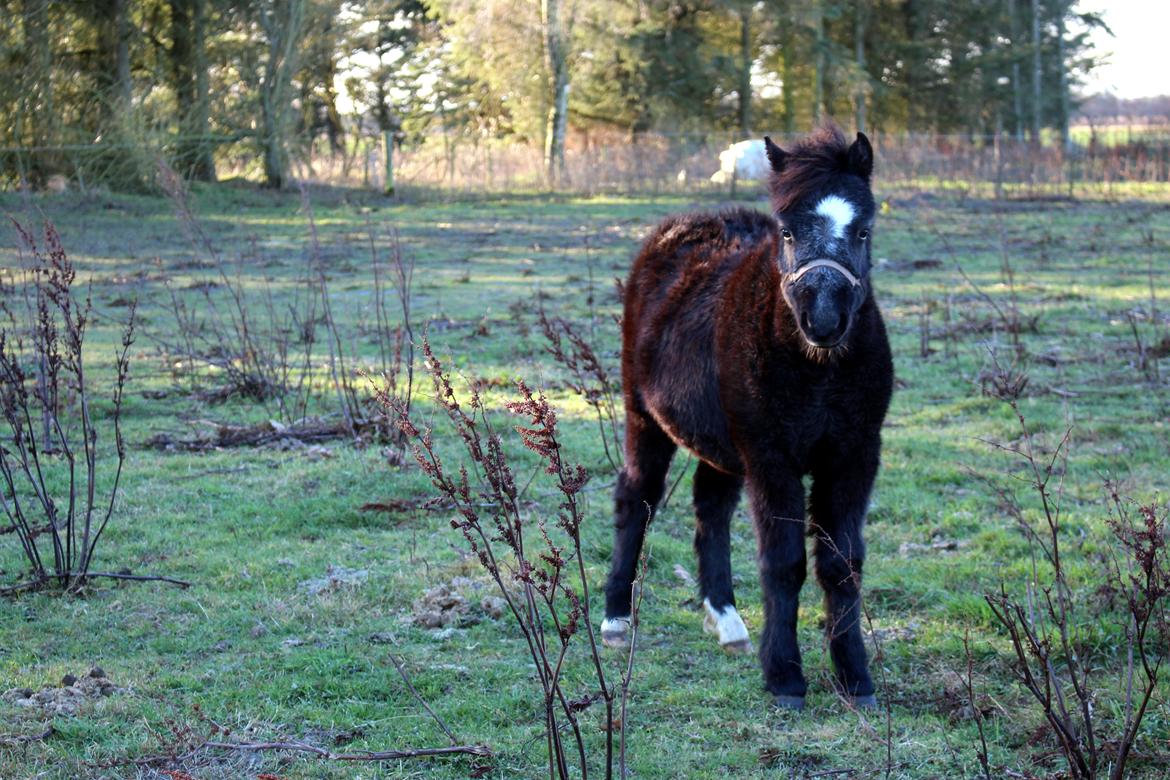 Welsh Mountain (sec A) Laibeks Liva billede 2