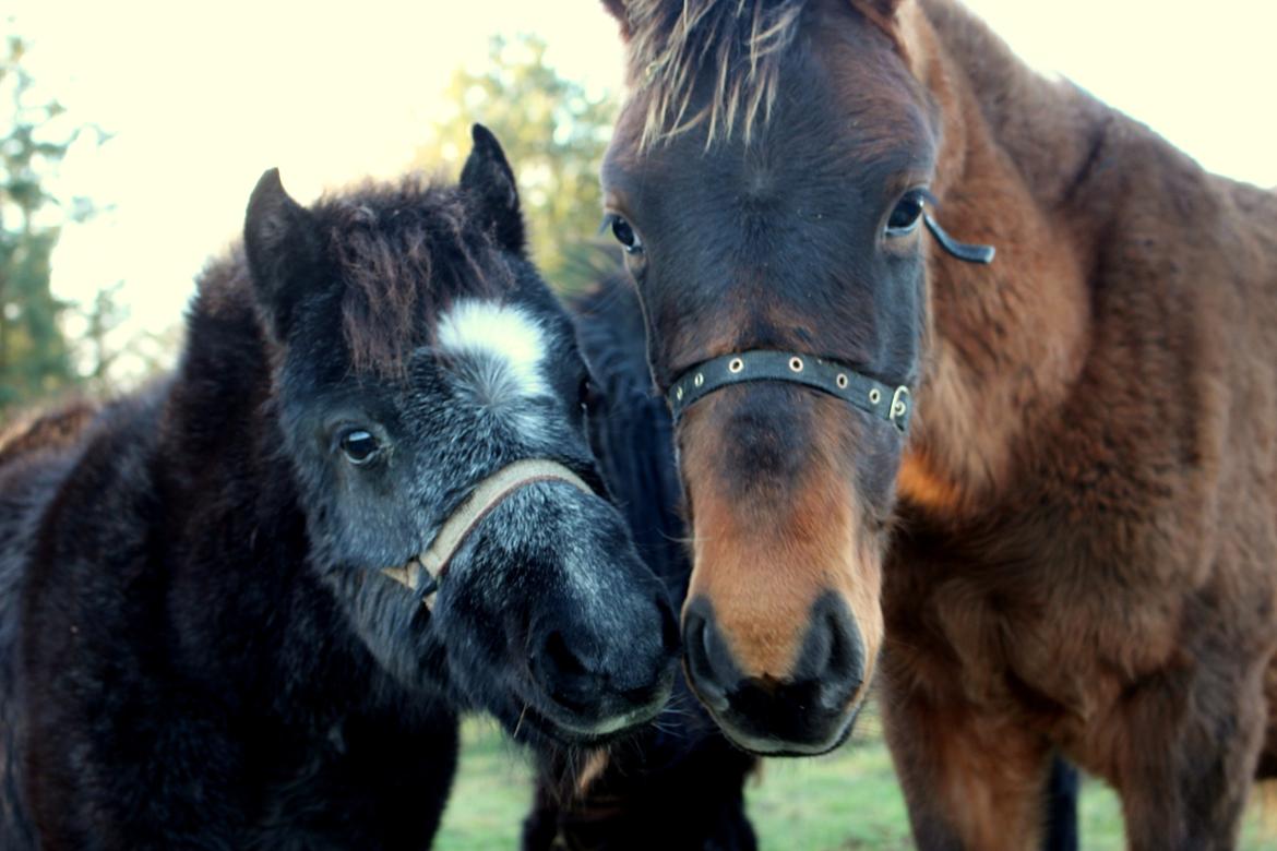 Welsh Mountain (sec A) Laibeks Liva billede 3