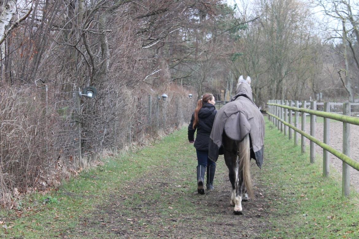 Arabisk fuldblod (OX) Malik Orient - Jannie & Malik billede 7