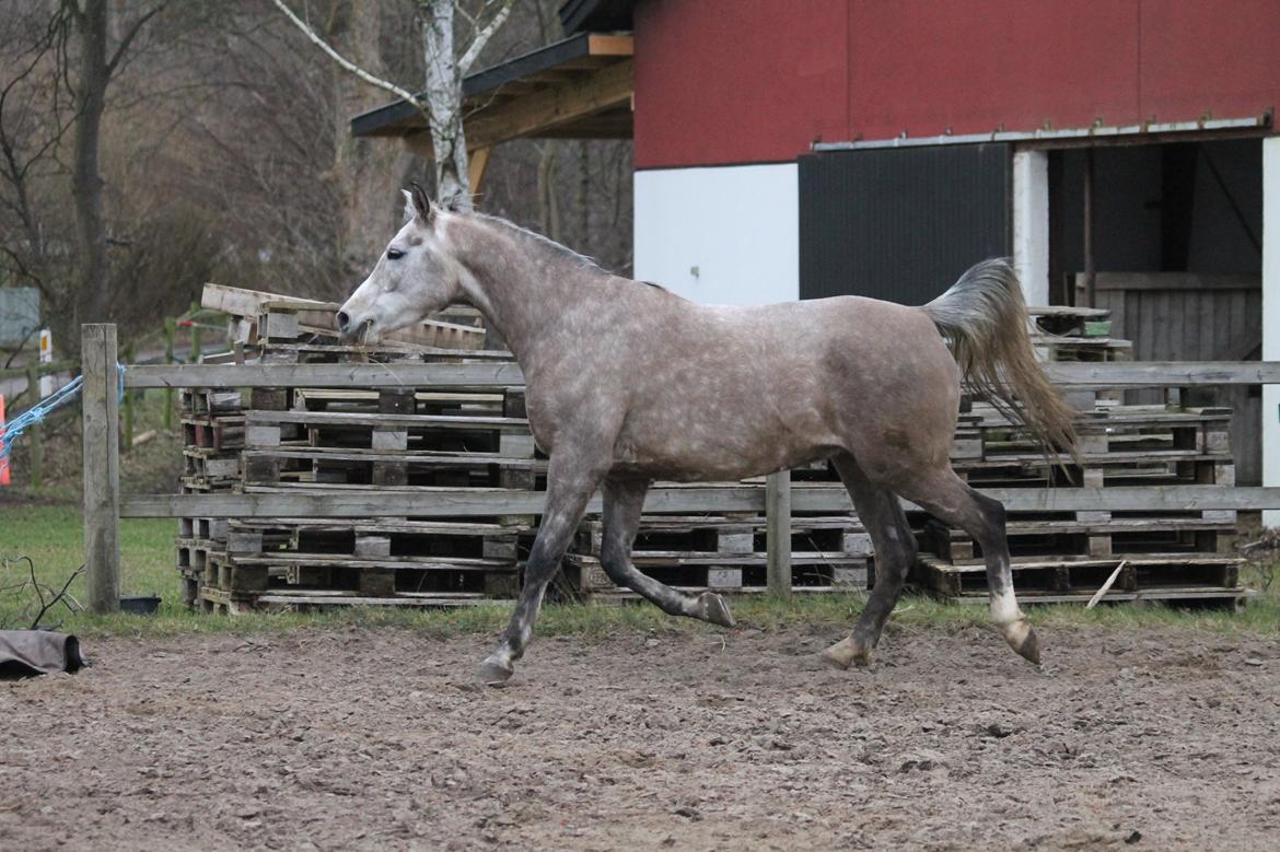 Arabisk fuldblod (OX) Malik Orient billede 9