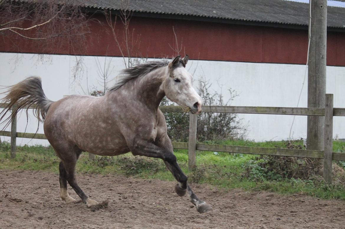 Arabisk fuldblod (OX) Malik Orient billede 10