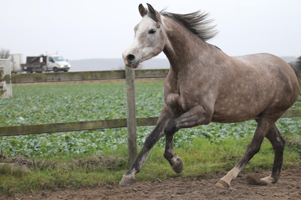 Arabisk fuldblod (OX) Malik Orient billede 8