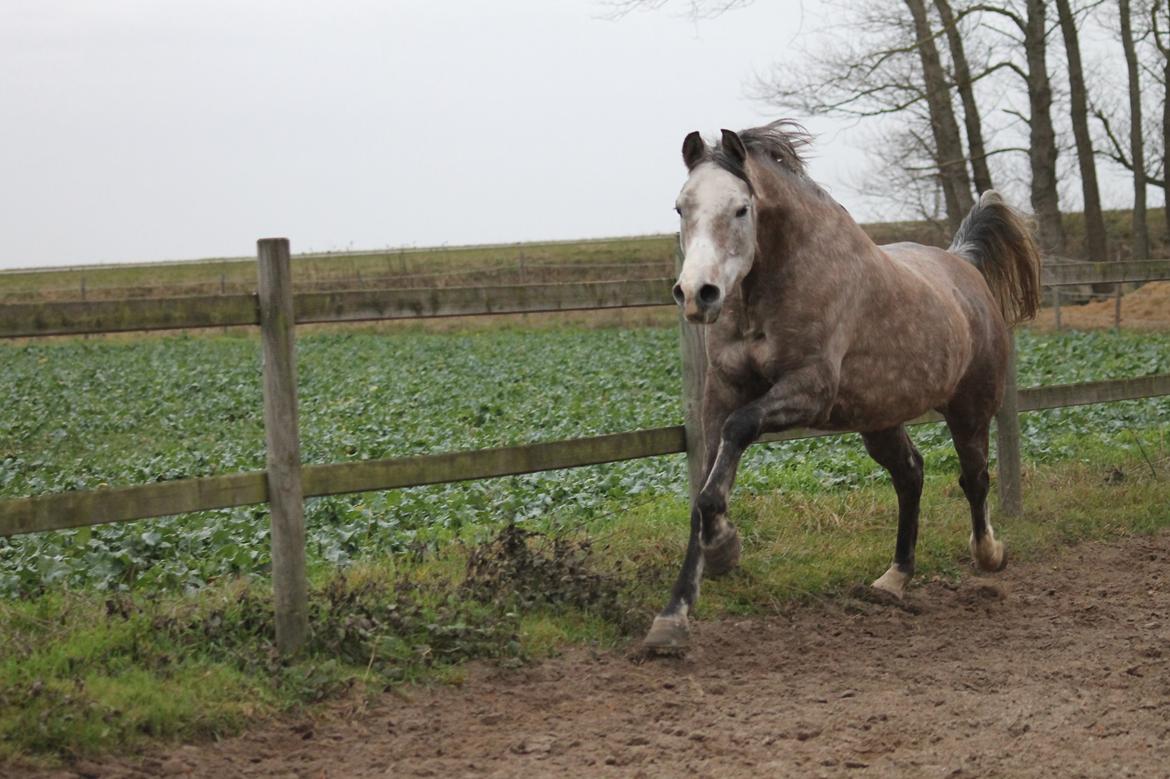 Arabisk fuldblod (OX) Malik Orient billede 11