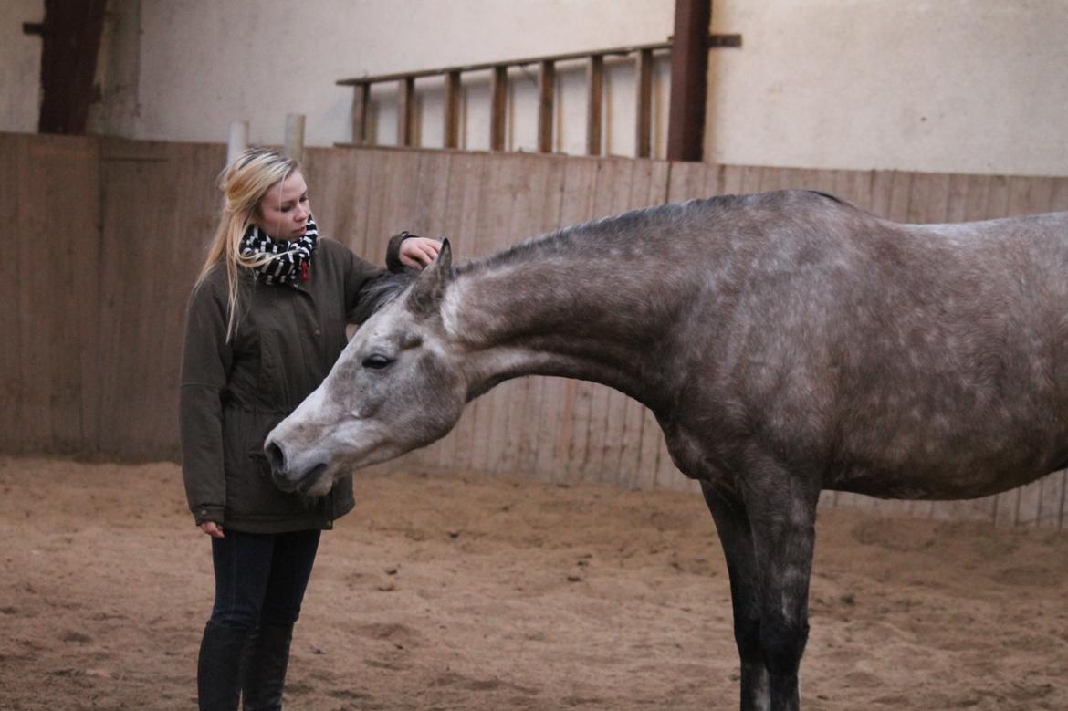 Arabisk fuldblod (OX) Malik Orient - Christina & Malik  billede 3