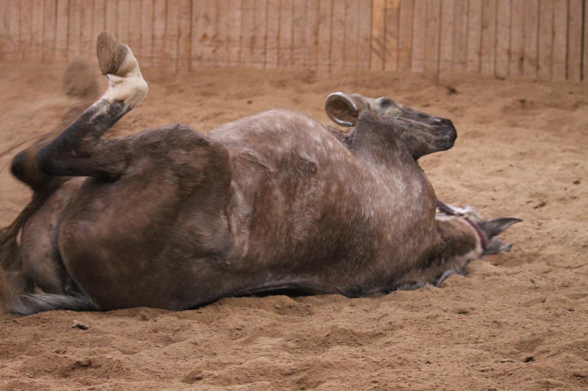 Arabisk fuldblod (OX) Malik Orient billede 6