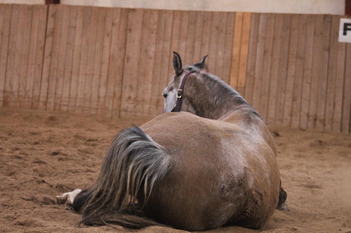 Arabisk fuldblod (OX) Malik Orient billede 5